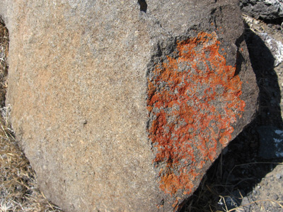 Interesting lichen on lava